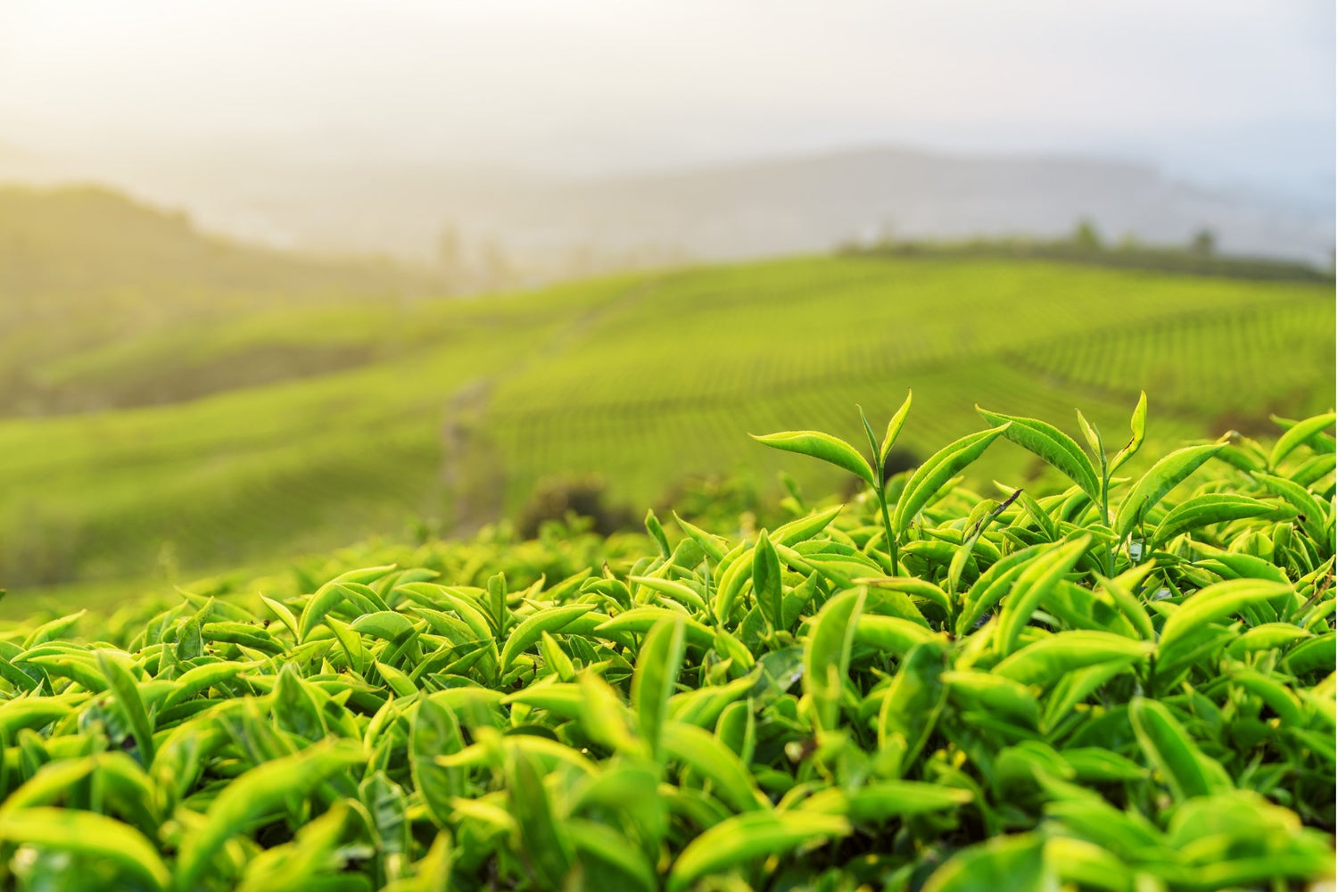 Green Tea 101 - Loose Leaf Tea Market