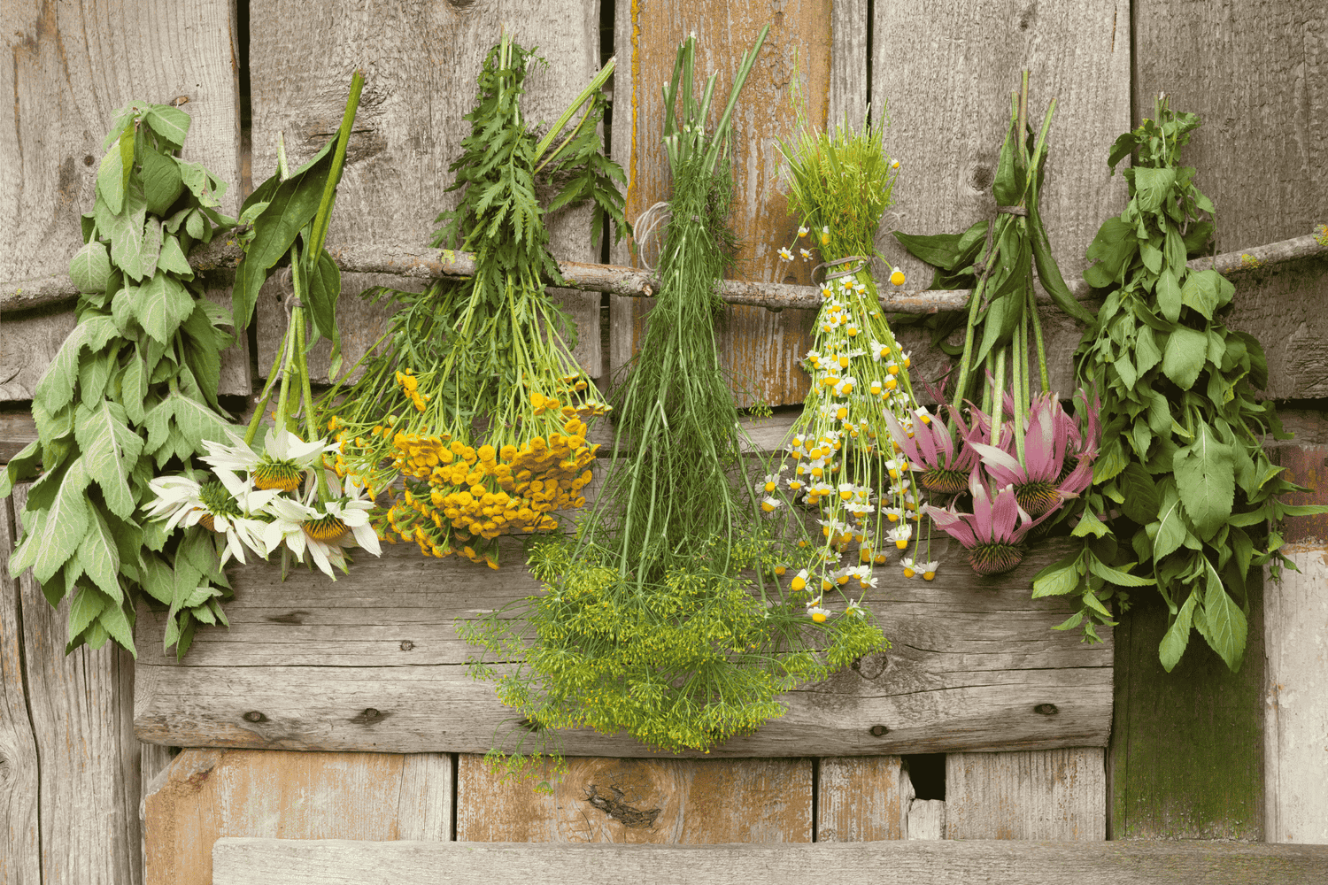 herbs for fat loss