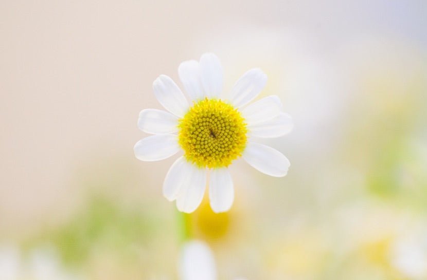 10 Ways To Use Chamomile For A Healthier, Happier Life - Loose Leaf Tea Market