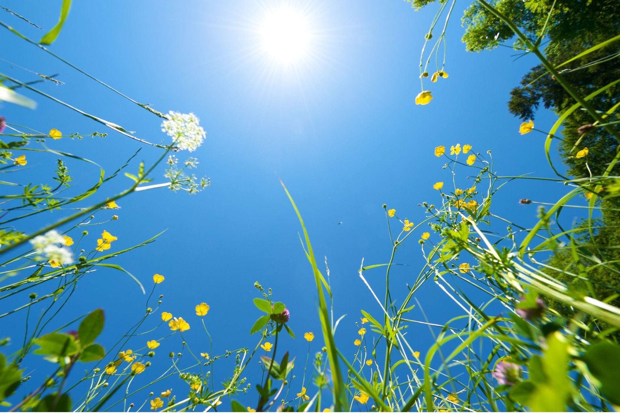 meadow with flowers in the summer, with the sun blazing overhead