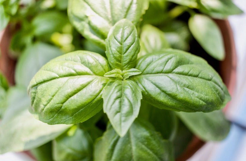 7 Reasons Why You Should Drink Tulsi Tea - Loose Leaf Tea Market