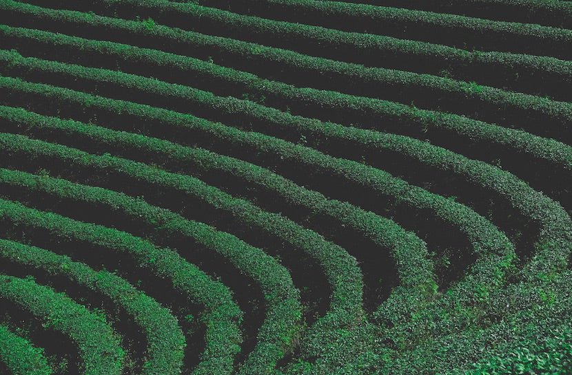 Curious About Tea? Here's Your Tea 101 Guide! - Loose Leaf Tea Market