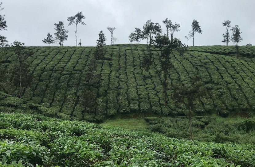 See What a Tea Plantation Looks Like - Loose Leaf Tea Market