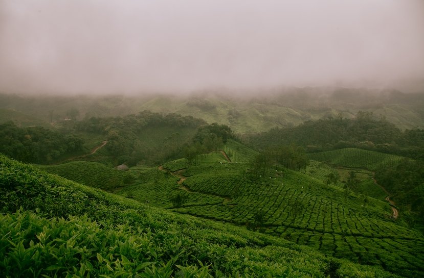 The Many Benefits of Ginseng Green Dragon - Loose Leaf Tea Market