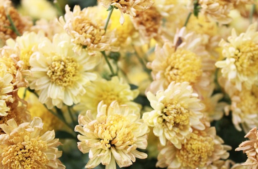 Use Chrysanthemum Flowers To Beat The Heat - Loose Leaf Tea Market